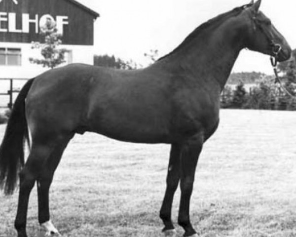 stallion Wendepunkt (Hanoverian, 1972, from Wendekreis)