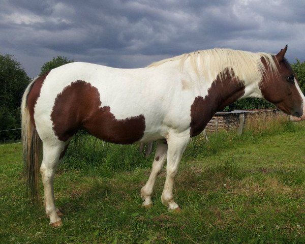 jumper Cheyenne (Pinto / Pony, 2004)