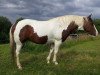 jumper Cheyenne (Pinto / Pony, 2004)