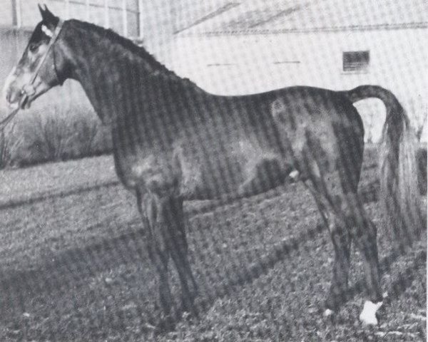stallion Flaneur (Holsteiner, 1963, from Fax I)
