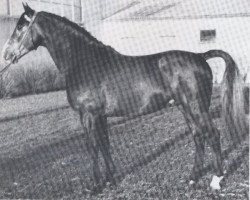 Deckhengst Flaneur (Holsteiner, 1963, von Fax I)