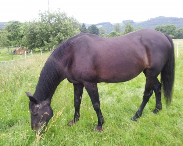 broodmare Renaissance 41 (Westphalian, 1992, from Renard)