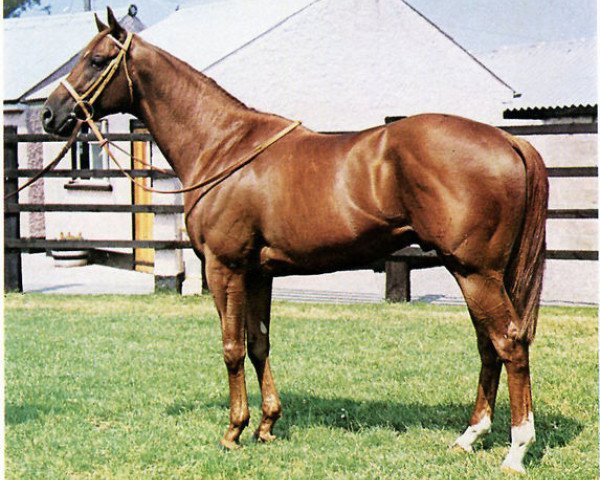 stallion Crowned Prince xx (Thoroughbred, 1969, from Raise A Native xx)