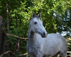 jumper Quassini (Holsteiner, 2012)