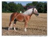 Deckhengst Alaves (Haflinger, 2001, von Amsterdam)