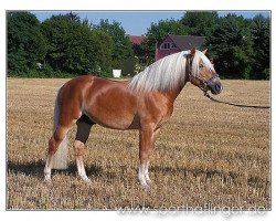 Dressurpferd Alaves (Haflinger, 2001, von Amsterdam)