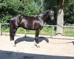 dressage horse Friedemann (Württemberger, 2004, from French Kiss)