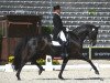 dressage horse Rohdon (Württemberger, 2000, from Rohdiamant)