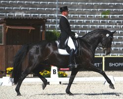 dressage horse Rohdon (Württemberger, 2000, from Rohdiamant)