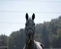 dressage horse Cosimo Ft (Oldenburg, 2004, from Curacao I)