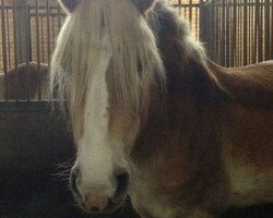 broodmare Liane (Haflinger, 2000, from Alpruf)