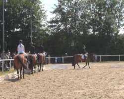 dressage horse Godolphin 5 (Holsteiner, 1995, from Galant Vert xx)