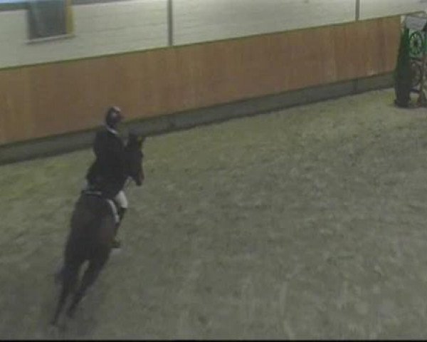 Springpferd Zaphira 11 (KWPN (Niederländisches Warmblut), 2004, von Dutch Capitol)