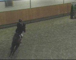 Springpferd Zaphira 11 (KWPN (Niederländisches Warmblut), 2004, von Dutch Capitol)