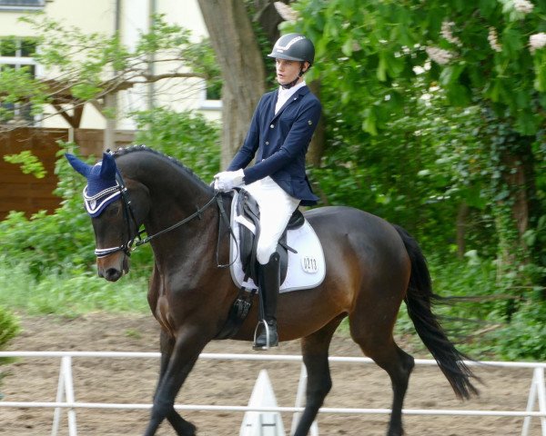 dressage horse Dunja G (Hanoverian, 2015, from Don Index)