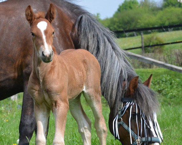 horse Lady Vendora MN (Black Forest Horse, 2022, from Ventor)