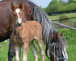 Pferd Lady Vendora MN (Schwarzwälder Kaltblut, 2022, von Ventor)