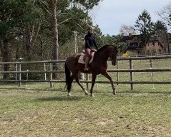 broodmare Donnertraum (Hanoverian, 2006, from Dauphin)