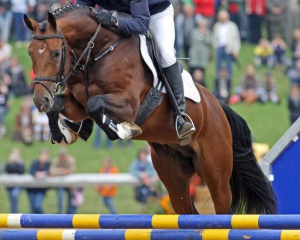 stallion Curriculo (Hanoverian, 2006, from Contendro I)
