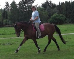 broodmare Kidding Luca (Oldenburg, 1996, from Labrador)