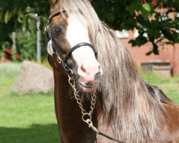 Deckhengst Fourwinds FlashJack (Welsh-Cob (Sek. C),  , von Neuaddparc Welsh King)