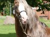 Deckhengst Fourwinds FlashJack (Welsh-Cob (Sek. C),  , von Neuaddparc Welsh King)