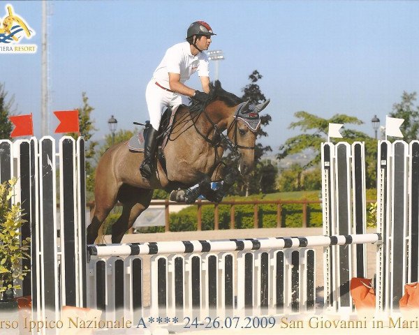 horse Savy (Italian Warmblood, 2005, from Campione)