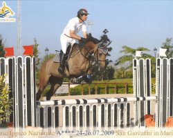 horse Savy (Italian Warmblood, 2005, from Campione)