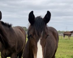 dressage horse Crazy Diamond MG (Oldenburg, 2021, from Diamond First)