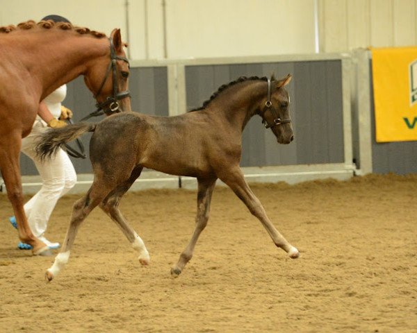 Deckhengst KMD Revelation (British Riding Pony, 2012, von Rembrandt D.d.h.)