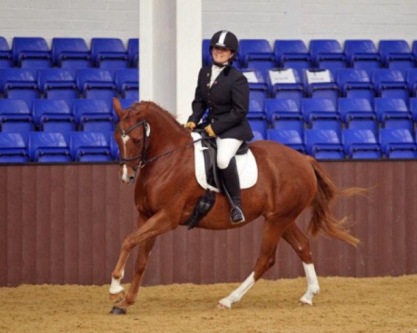 Zuchtstute Glanhayl Red Sonia (Welsh Partbred, 2007, von Fourwinds FlashJack)