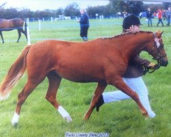 broodmare KMD Cosmopolitan (British Riding Pony, 2011, from Stanley Grange Cocktail)