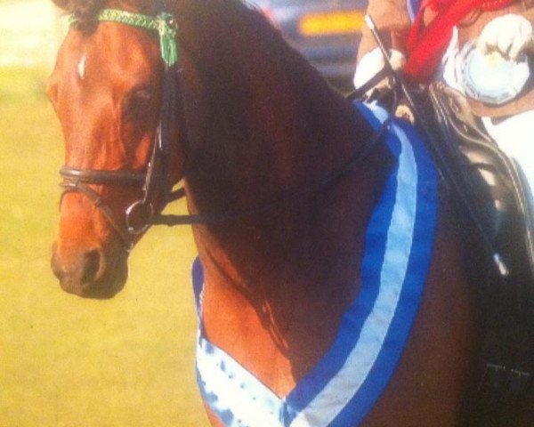 Zuchtstute Stambrook Musicality (Welsh Partbred, 2005, von Laithehill Gondolier)