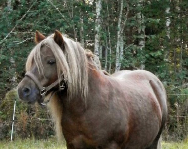 Deckhengst Nyhagens Marlon 127 SH (Shetland Pony, 1999, von Lyckebo Al Capone)