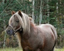 stallion Nyhagens Marlon 127 SH (Shetland Pony, 1999, from Lyckebo Al Capone)