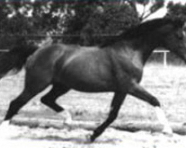 stallion Coktail (Trakehner, 1971, from Habicht)