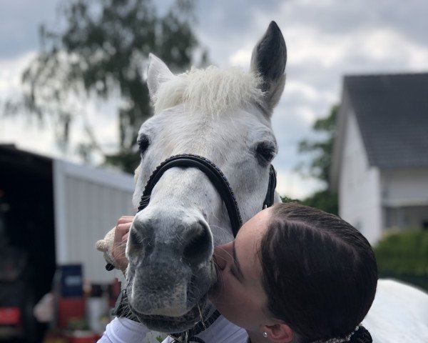 dressage horse Jony 13 (Pony without race description, 2003)