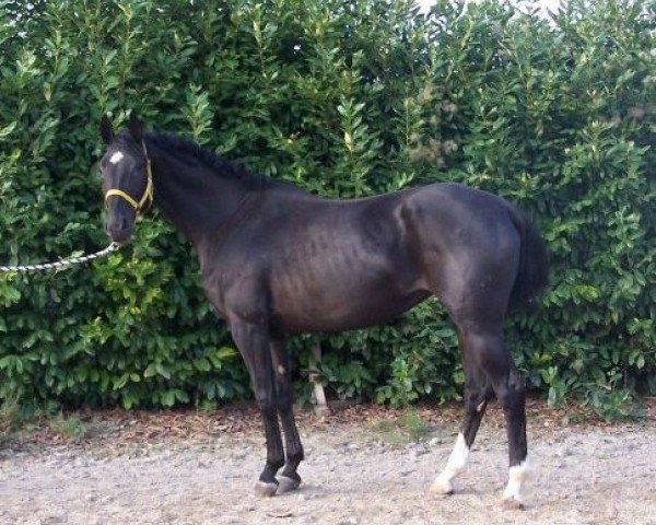 broodmare Evita (Hanoverian, 1999, from Escudo I)