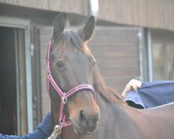 Pferd Clarissa vom Wilisch (Schweres Warmblut, 2002, von Lord I 1446)