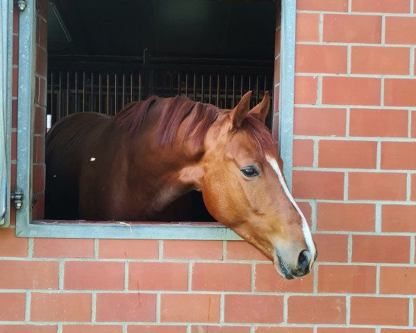 dressage horse Zico (Oldenburg, 2019, from Zack)