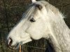 jumper Collin Boy (Hessian Warmblood, 2003, from Corelli)