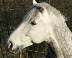 Springpferd Collin Boy (Hessisches Warmblut, 2003, von Corelli)