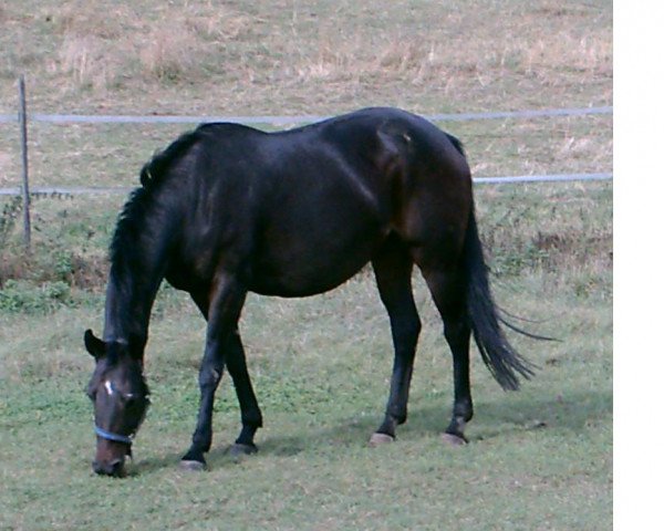 broodmare Wede (Bavarian, 1995, from Abydos)