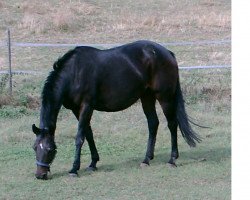 broodmare Wede (Bavarian, 1995, from Abydos)