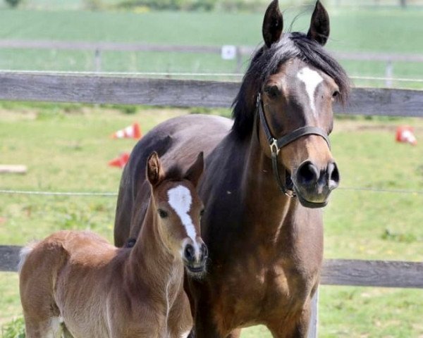 broodmare Caty (German Riding Pony, 2009, from Classic Dancer II)