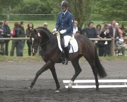 dressage horse Helion (Bavarian, 2005, from Hudson)