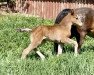 dressage horse Malou‘s Golden Girl (Westphalian, 2022, from Golden Grey NRW)