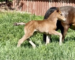 horse Malou‘s Golden Girl (Westfale, 2022, from Golden Grey NRW)