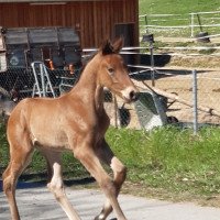 dressage horse Schokodream (Westphalian, 2022, from Sir Escolar)