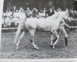 stallion Dakari ox (Arabian thoroughbred, 1971, from Dardir 1959 ox)